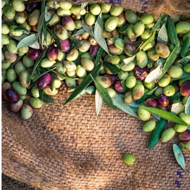 HAND & BODY WASH - OLIVE OIL 500ml