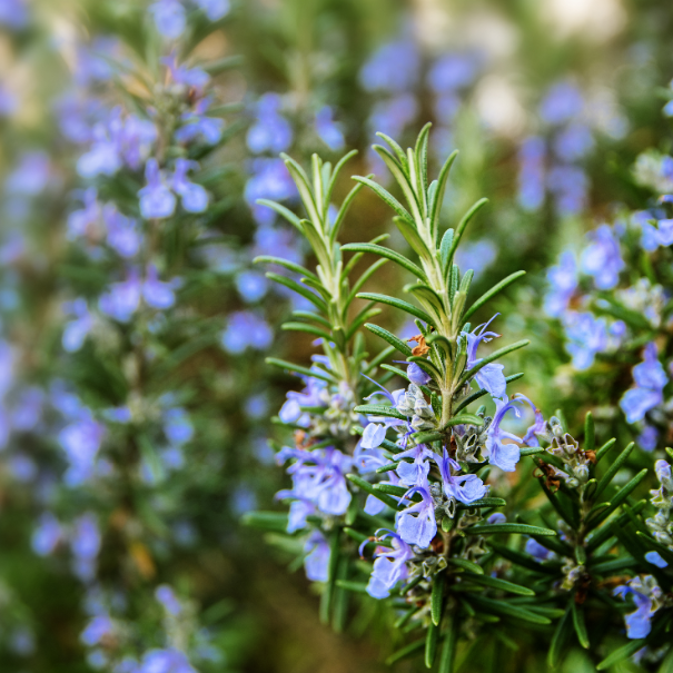 HAND & BODY WASH - ROSEMARY 500ml